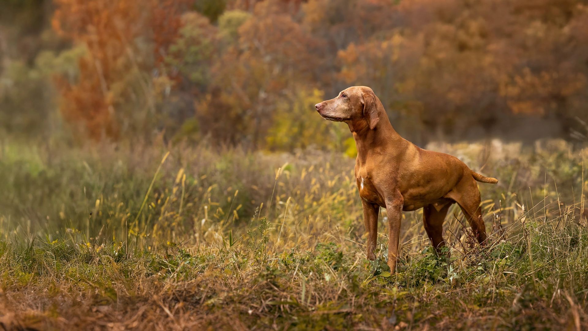 Professional outdoor dog portrait by Breen Studio